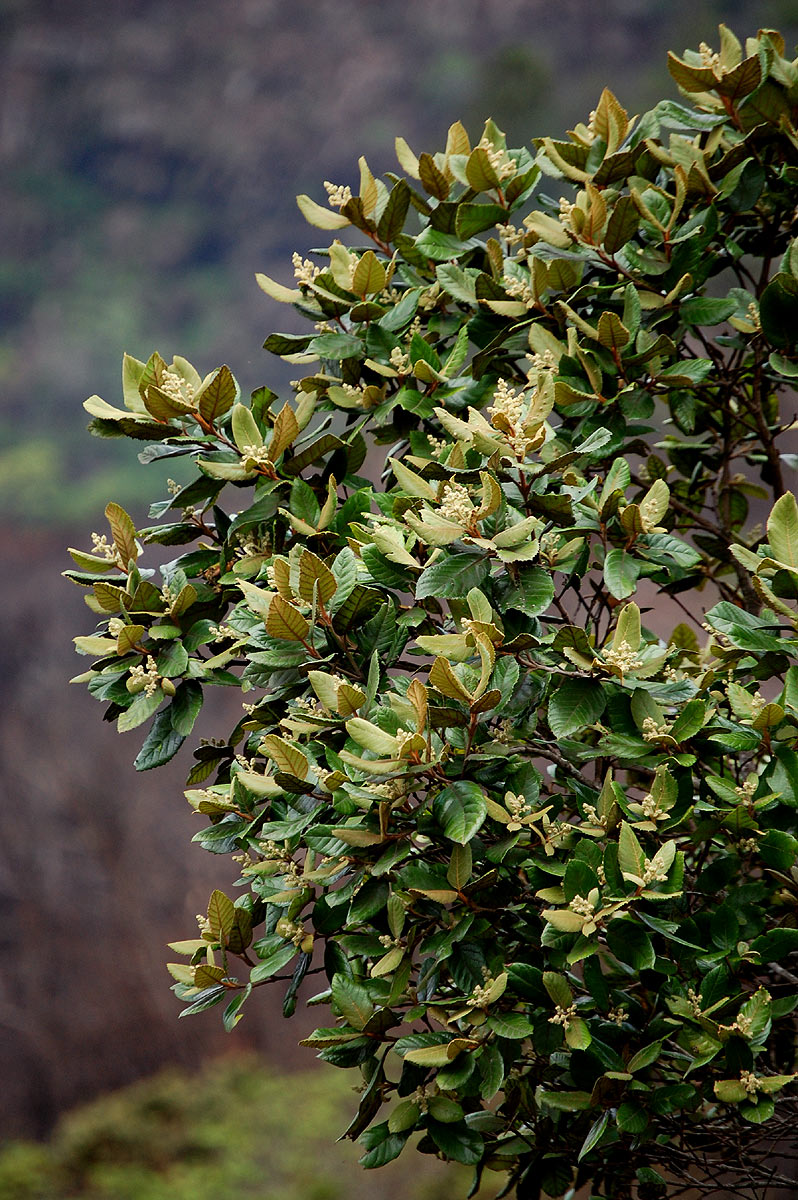Curtisia dentata