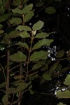 Curtisia dentata