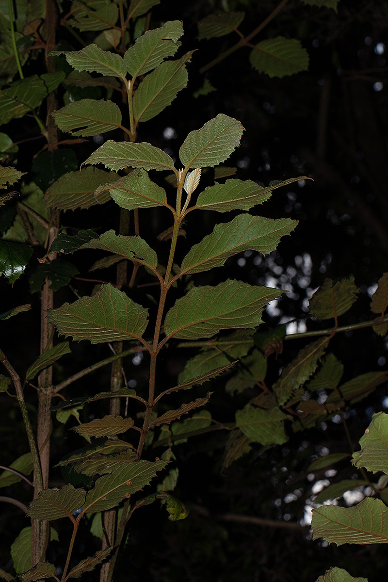 Curtisia dentata