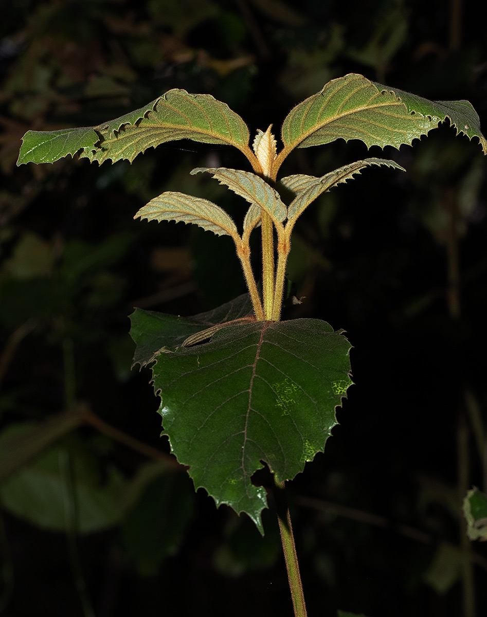 Curtisia dentata