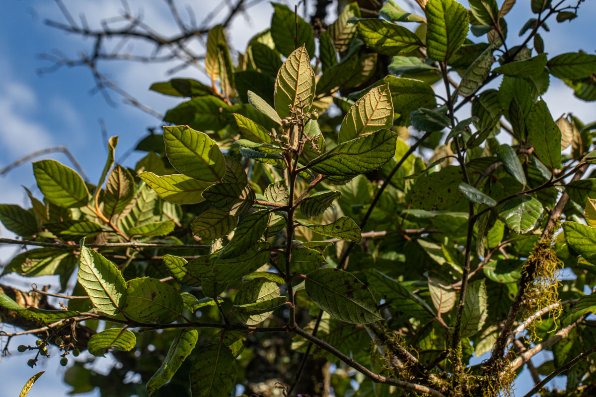 Curtisia dentata