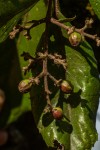 Curtisia dentata
