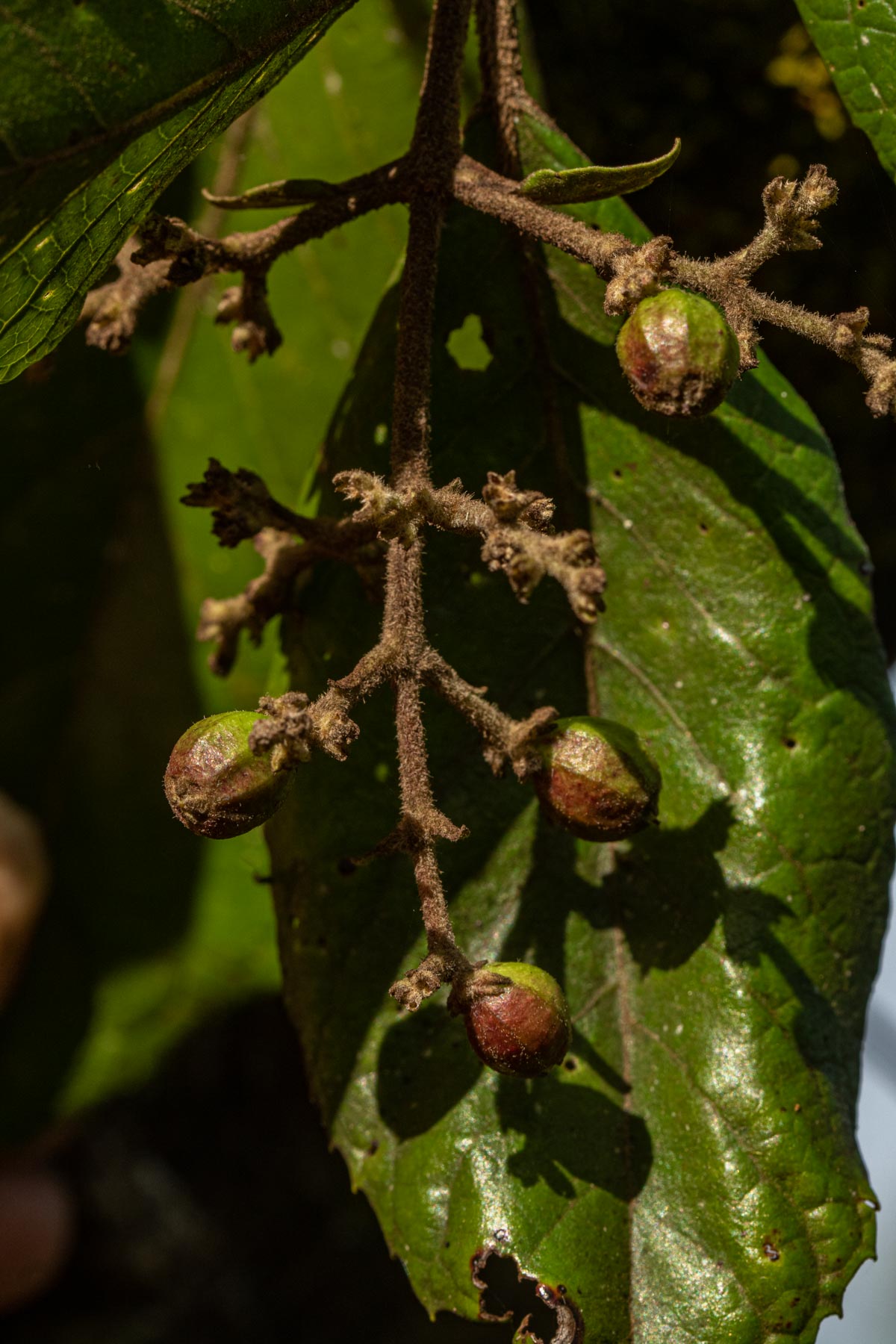 Curtisia dentata