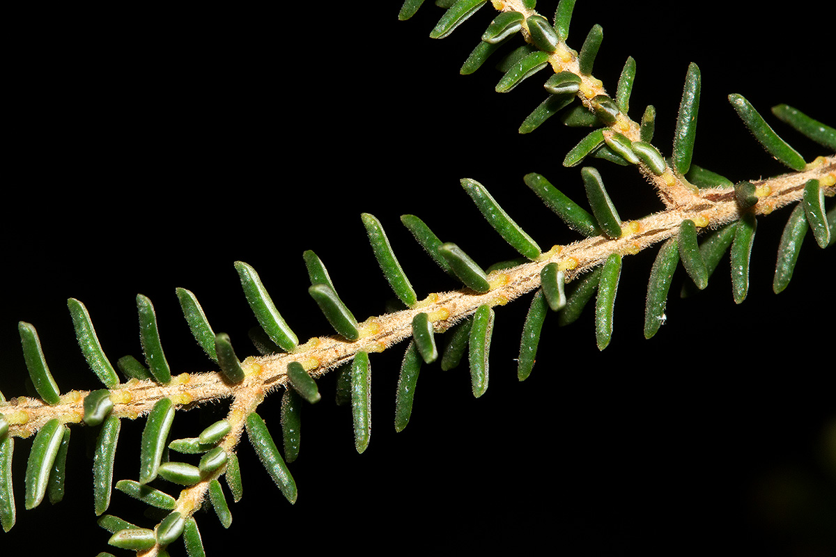 Erica benguelensis