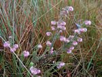 Erica johnstoniana