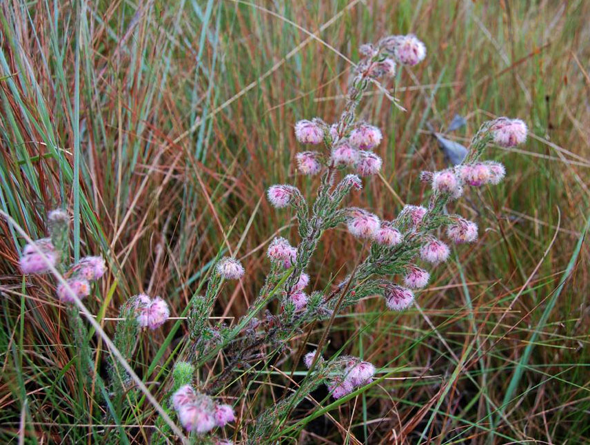 Erica johnstoniana