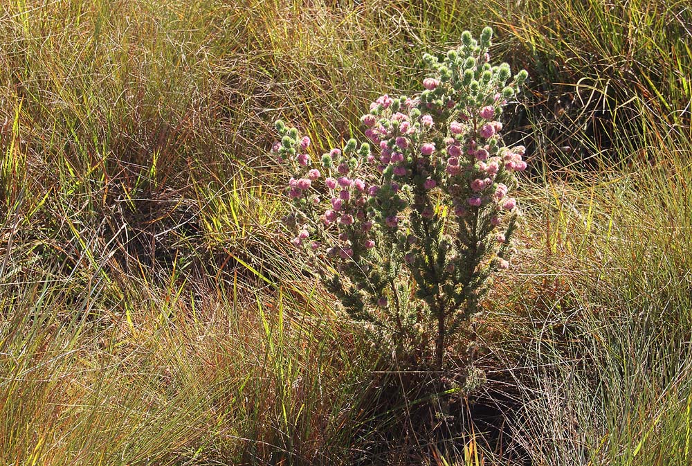 Erica johnstoniana
