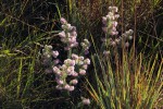 Erica johnstoniana