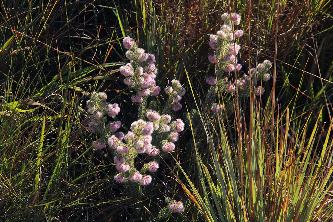 Erica johnstoniana