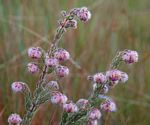 Erica johnstoniana