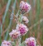 Erica johnstoniana