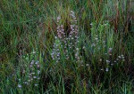 Erica johnstoniana