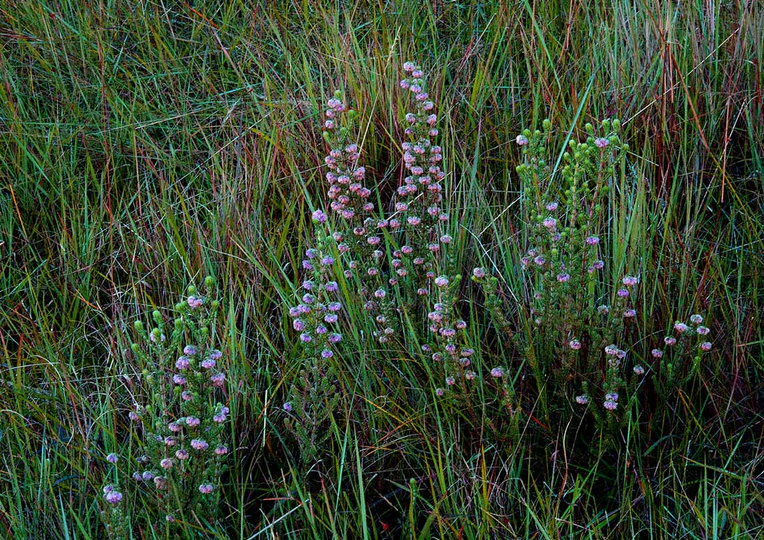 Erica johnstoniana