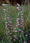 Erica johnstoniana