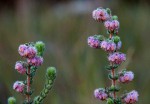 Erica johnstoniana
