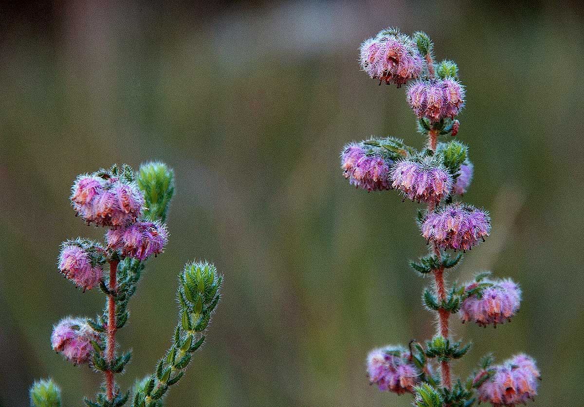 Erica johnstoniana