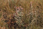 Erica johnstoniana