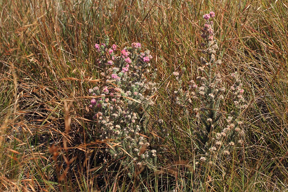 Erica johnstoniana