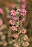 Erica johnstoniana