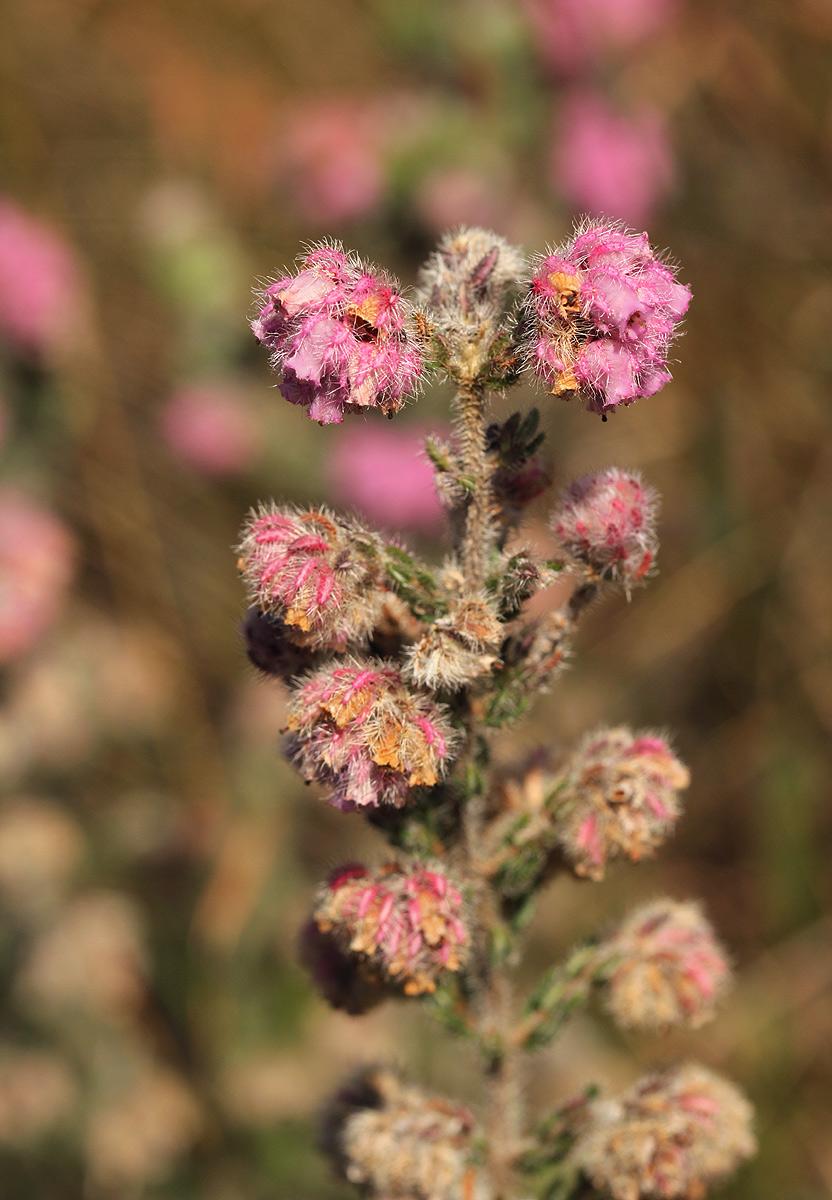 Erica johnstoniana