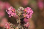 Erica johnstoniana