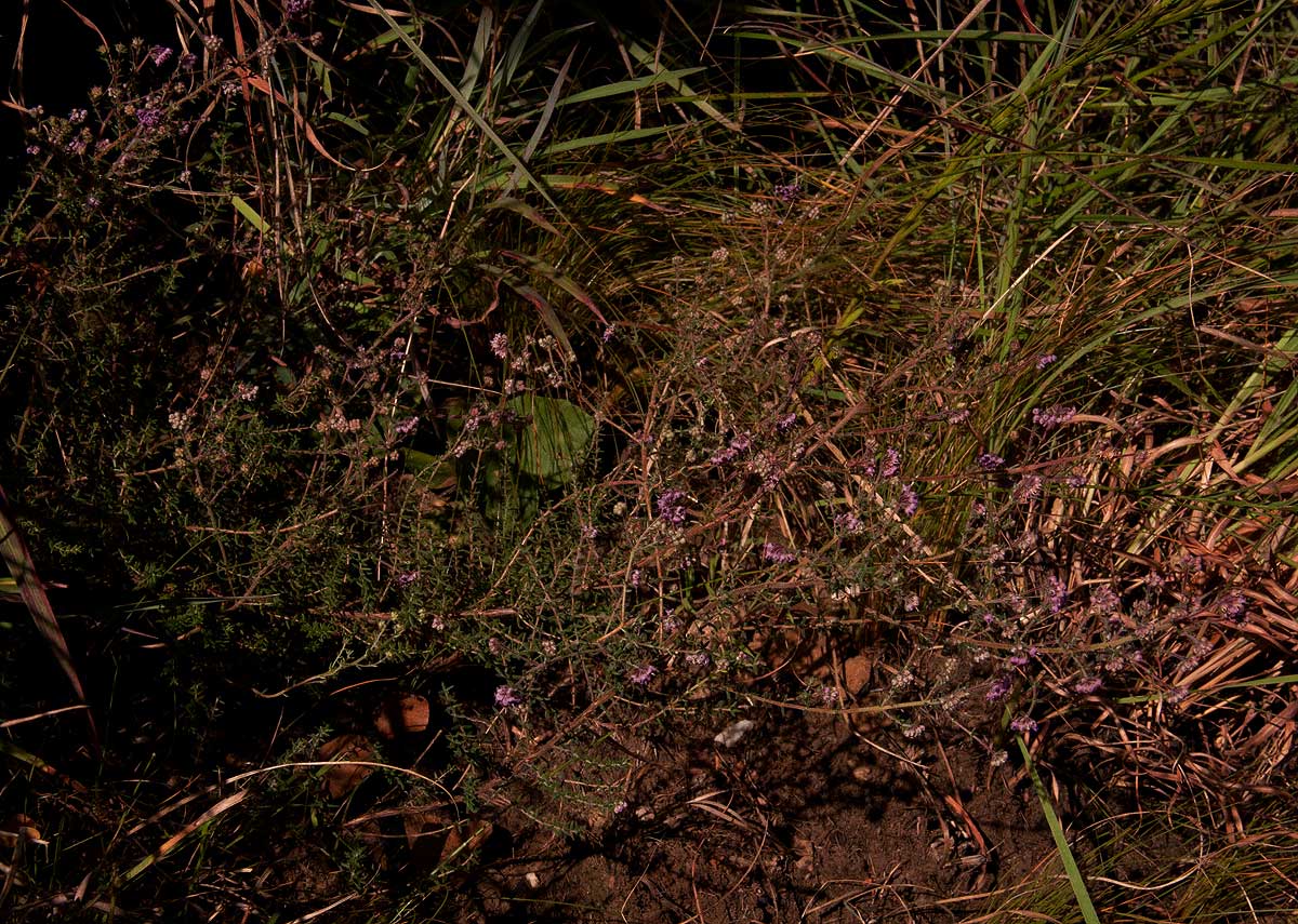 Erica lanceolifera