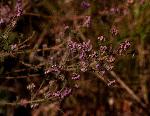 Erica lanceolifera
