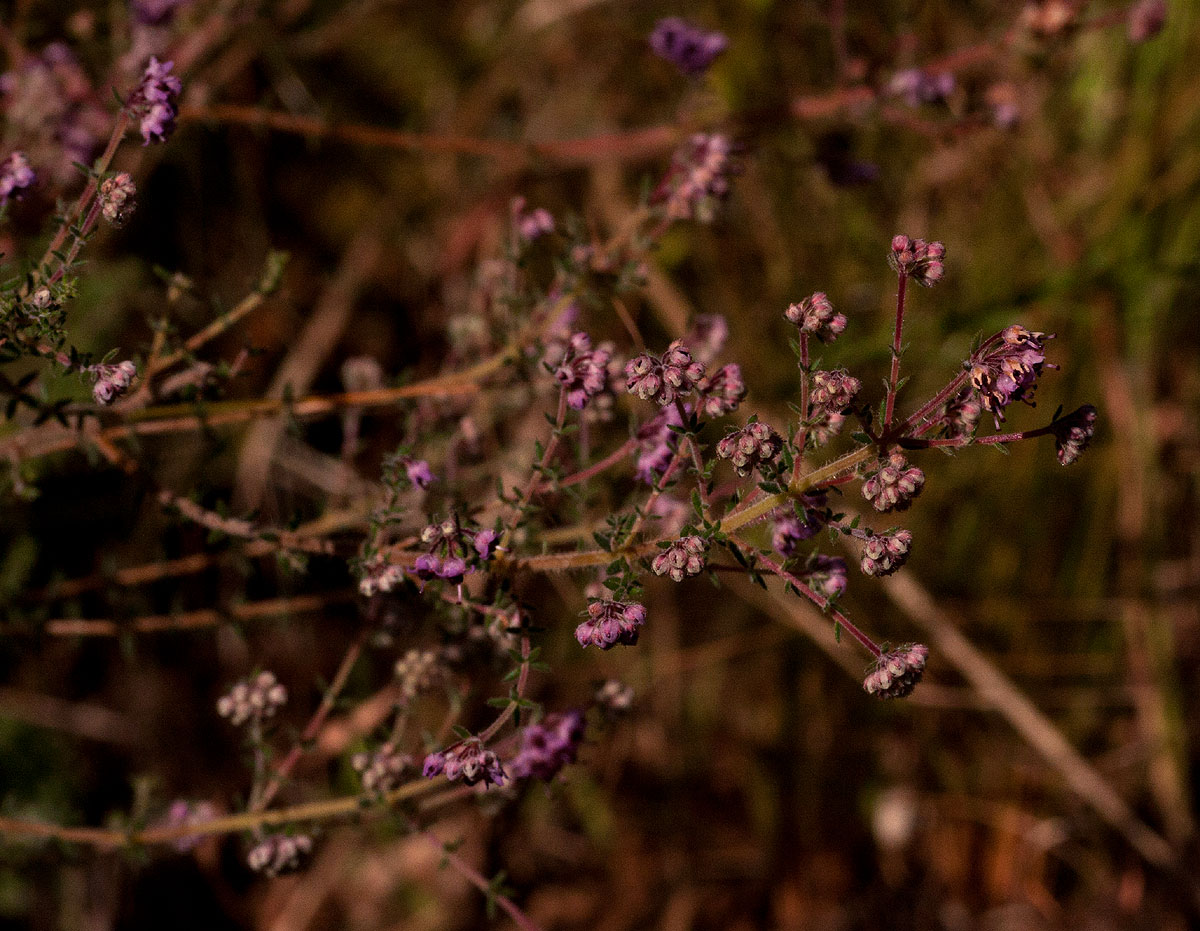 Erica lanceolifera