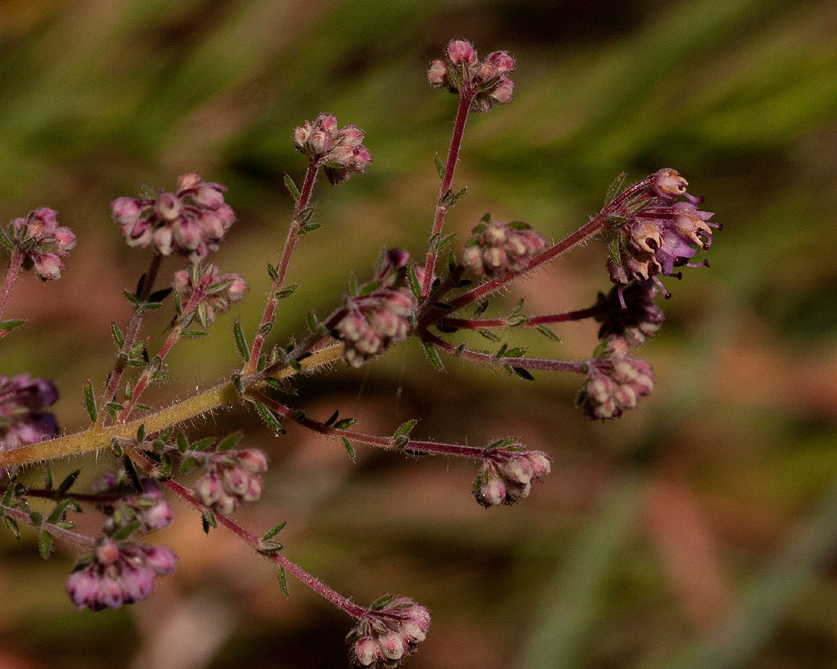 Erica lanceolifera