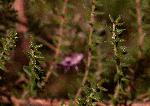 Erica lanceolifera