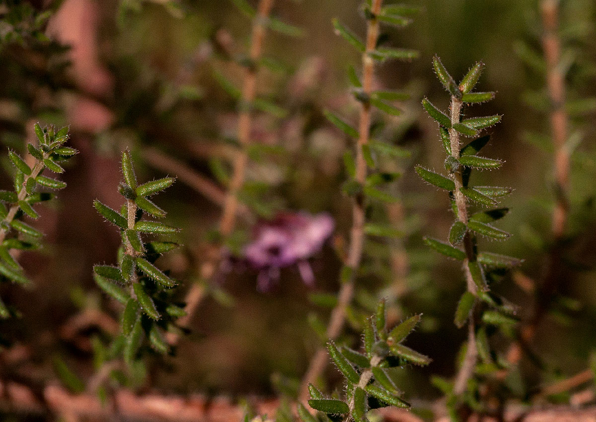 Erica lanceolifera