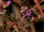 Erica lanceolifera