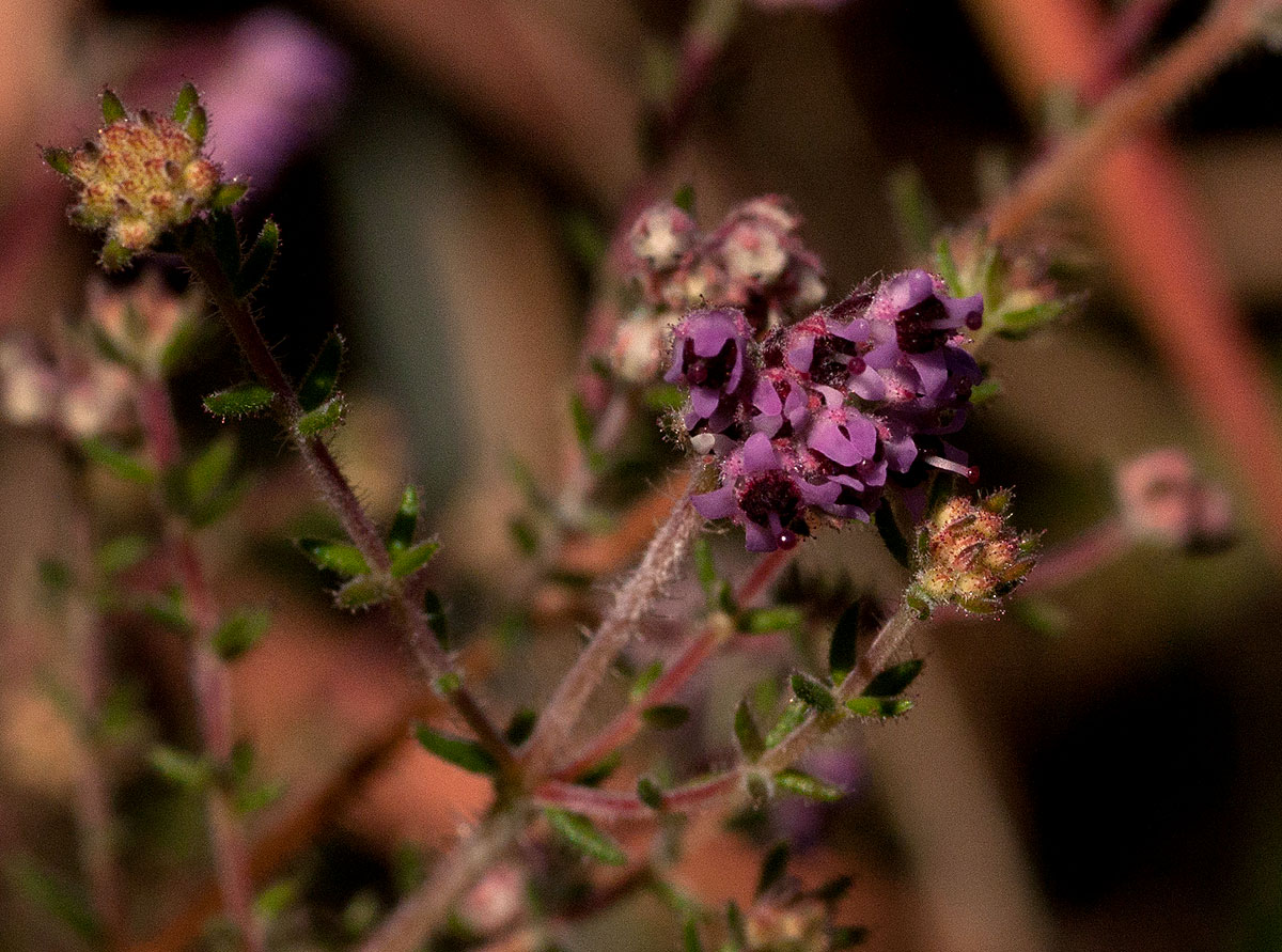 Erica lanceolifera
