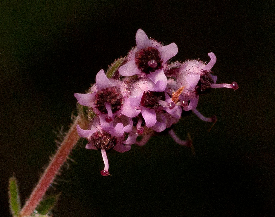 Erica lanceolifera