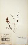 Erica lanceolifera