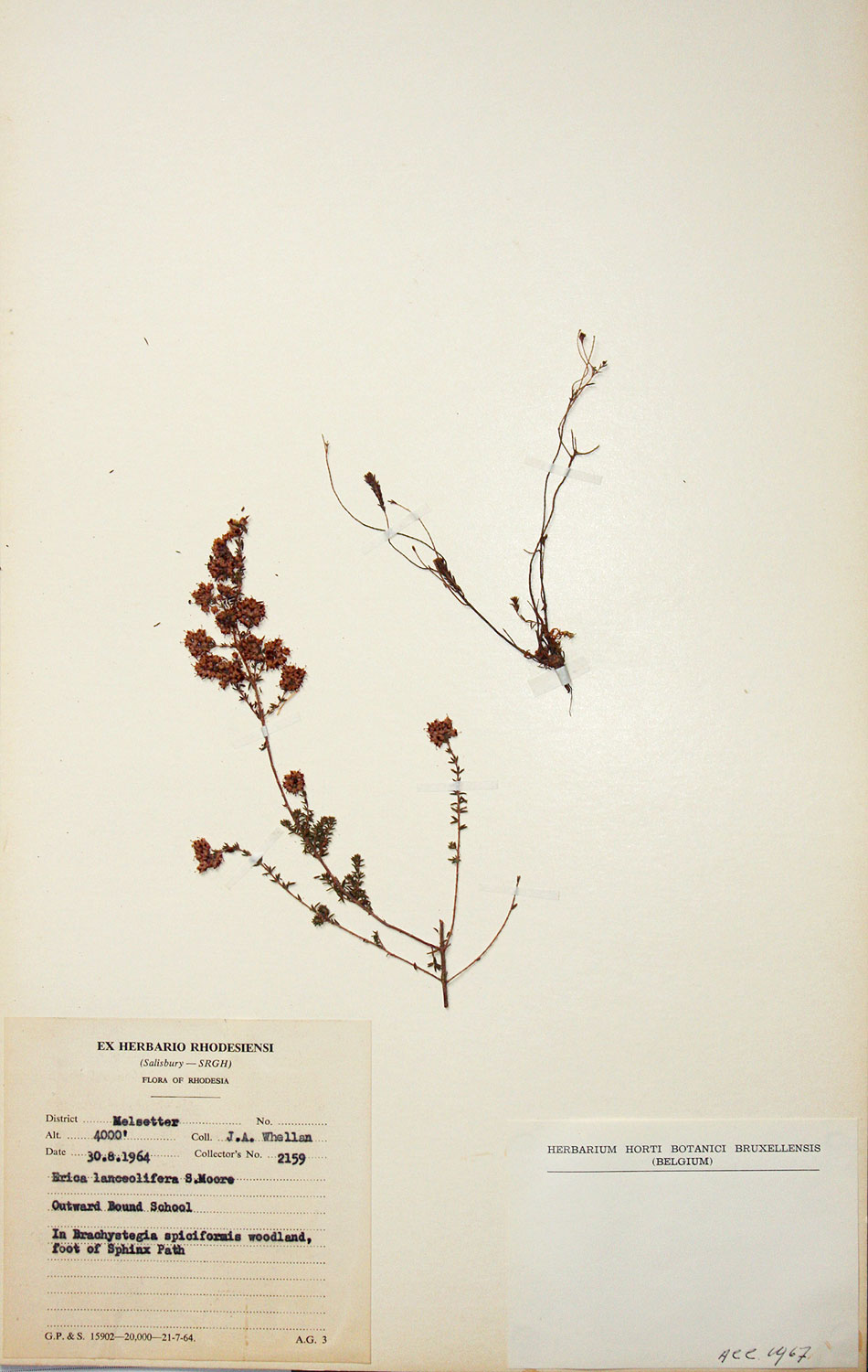Erica lanceolifera