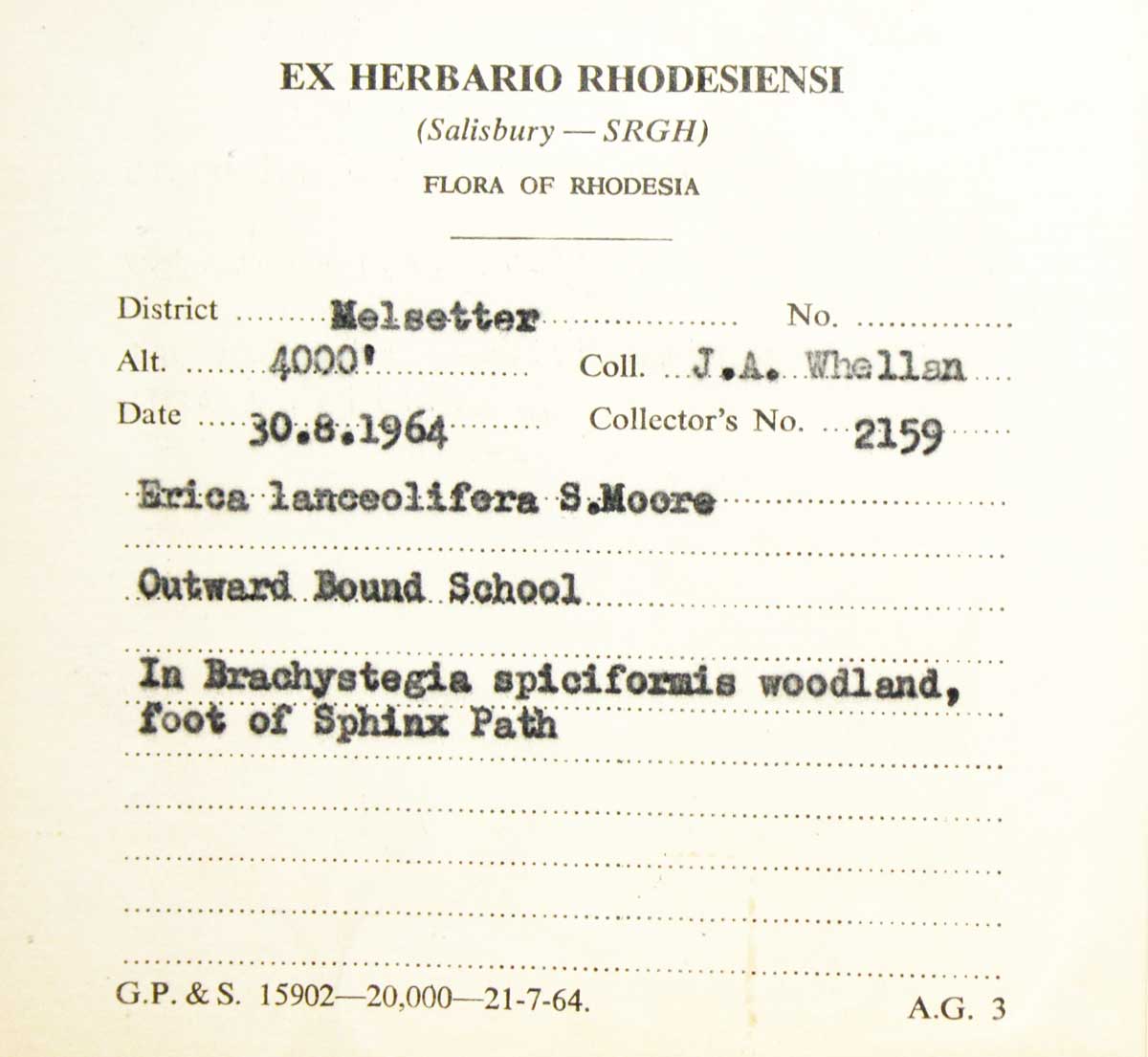 Erica lanceolifera