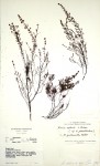 Erica pleiotricha