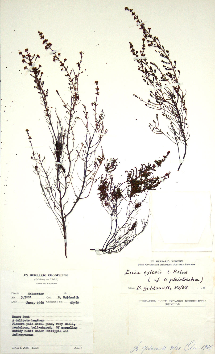 Erica pleiotricha