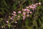 Erica pleiotricha