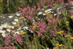 Erica pleiotricha