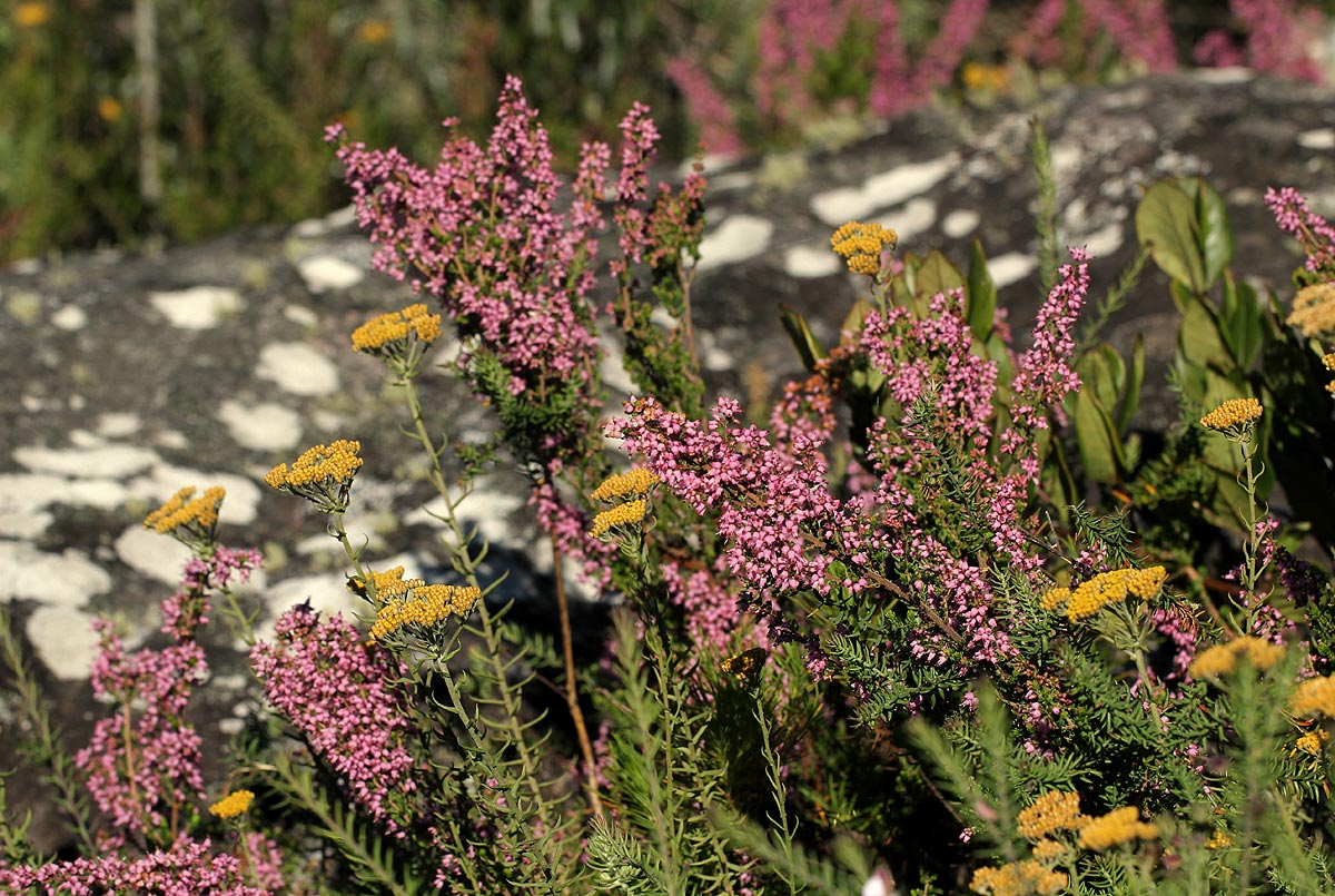 Erica pleiotricha