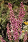 Erica pleiotricha