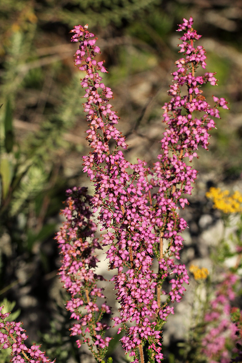 Erica pleiotricha