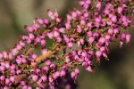 Erica pleiotricha