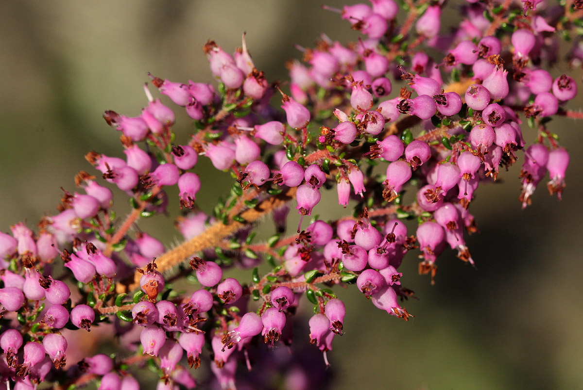 Erica pleiotricha