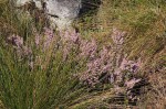 Erica pleiotricha