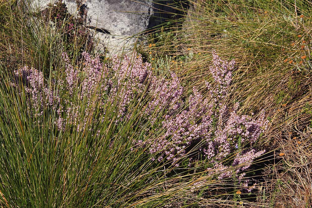 Erica pleiotricha