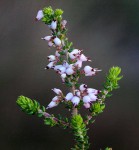 Erica pleiotricha