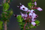 Erica pleiotricha